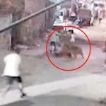 escaped-pet-lion-chased-attacked-107758397