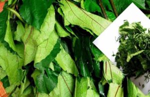 5 Vegetables People Over 60 Should Eat Regularly To Support Healthy Ageing