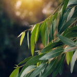 3 Potential Health Benefits Of Eucalyptus Leaves You Should Know About
