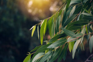 3 Potential Health Benefits Of Eucalyptus Leaves You Should Know About