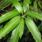 4 Potential Health Benefits Of Mango Leaves You May Not Know