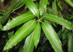 4 Potential Health Benefits Of Mango Leaves You May Not Know