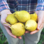 5 Amazing Changes You May Notice In Your Body When You Eat Pears Regularly