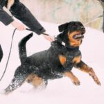 If A Dog Suddenly Attacks You, Do These 5 Things Instead Of Running Or Screaming